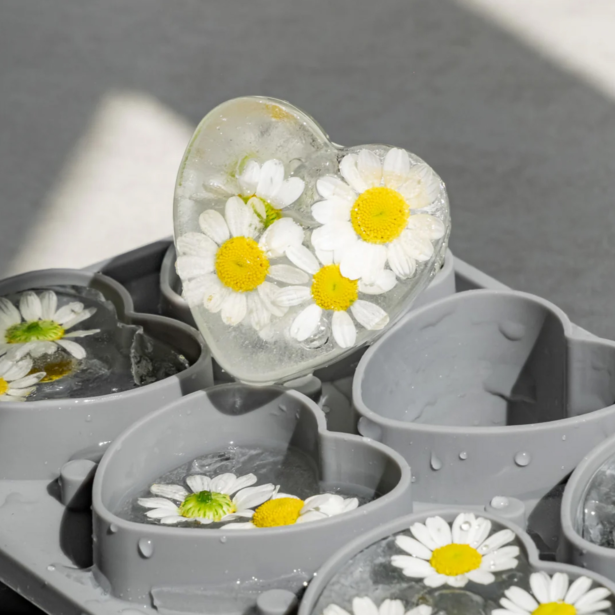 daisy, blumen, herzform, eis, fettae