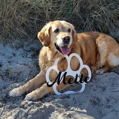 Hund, Golden Retriever, Pfote, Sand, Foto-Requisite
