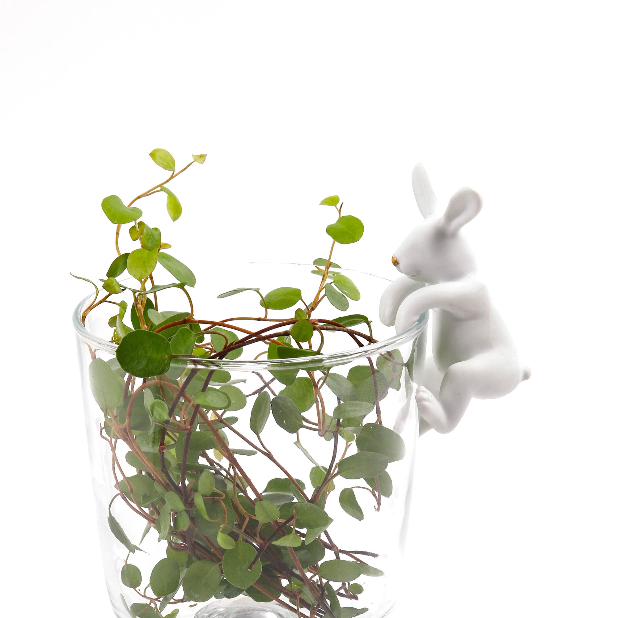 Porzellan Kletterhase "Goldnase" Blatt, Pflanze, Pflanze im Topf, Töpferei, Krug