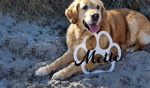 Hund, Golden Retriever, Säugetier, Haustier