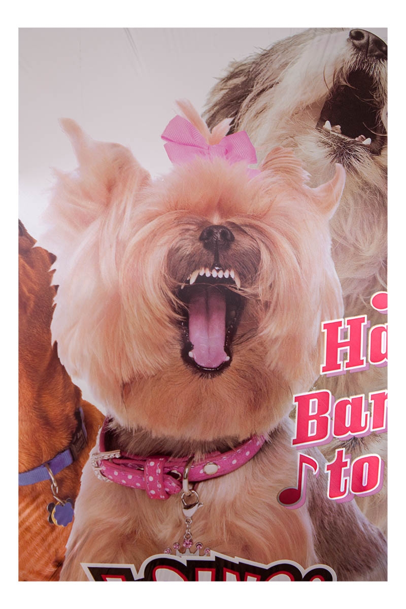 Musikballon Bellende Hunde zum Geburtstag 71cm Musikballon Bellende Hunde zum Geburtstag 71cm